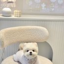 알로하펫 이미지