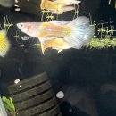 포켓피쉬 이미지