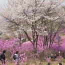 [5편] 2026년4월4일 토요일 부천 원미산 진달래 축제장엘 다녀와서! 이미지