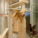 강아지봄 이미지