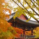 단풍한과 이미지