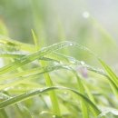 작은여우비 이미지