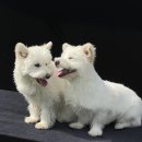 도그어스플래닛 | 🐶경동시장 도그어스플래닛 유기견 촬영 봉사활동 후기🐾