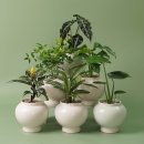 아침향기 이미지