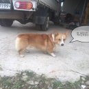 영암흑염소 이미지