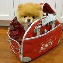 귀여운강아지 이미지