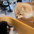 주식회사 견생상점 이미지