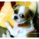 복덩어리 이미지