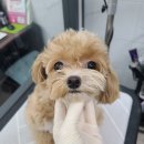 러블리 멍멍이 이미지