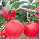 일도농장 이미지