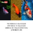 코이 이미지