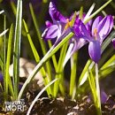 꽃피는 봄날 이미지