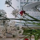 코<b>와니</b>자구