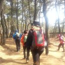 라벤데리아 이미지