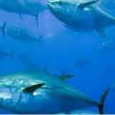 진성참치문경점 이미지