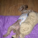 도그몽 베이커리 이미지