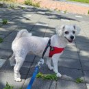 DOG 깨비 이미지