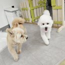 DOG 깨비 이미지