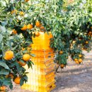 오가네 농장 이미지