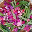 봉숭아물들이기 및 봉숭아꽃잎 판매 이미지