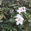 워 싱 턴 주 의 꽃(하얀) 이미지