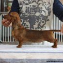 쿠어츠바인에 이미지