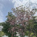 산딸나무(체로키썬셋 꽃산딸.미산딸),특수목조경산딸나무 이미지