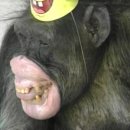 치타(CHEETAH) 이미지