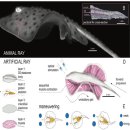 아싸가오리 이미지