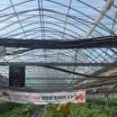 다산농장 | 대구 근교 아이들과 가볼만한곳 | 다산딸기종합농장 딸기체험