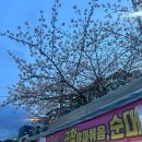 [가산디지털단지역 벚꽃근황] 벚꽃야장 “벚꽃38야장포차” 내돈내산 후기