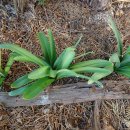 갤러리순 이미지