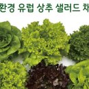 채소가득