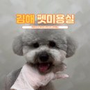 펫피르그루밍 이미지