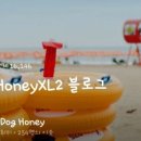 도그허니 이미지