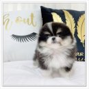 사랑애견샵 | 광주강아지분양 펫블리 애견 샵,건강하고 사랑스러운 강아지 분양 후기!