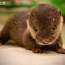 수달수영장 이미지