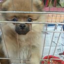 멍멍이랑 사랑하기 이미지