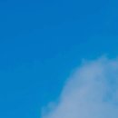 도그마미 이미지