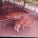 오구오구 이미지