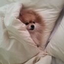 Cookie PC방 주례점 | [일기 +72일차] 밀려버린 일상