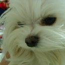 SHOWDOG