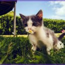 강남동물의료센터 이미지