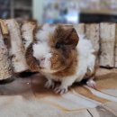 애니멀 프렌즈 이미지