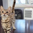 실버캐슬 캐터리 이미지