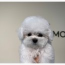 소문난 강아지 이미지