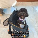 위드펫종합동물병원 이미지