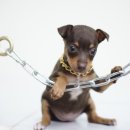 봄봄펫살롱 이미지