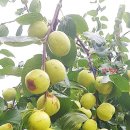 성지농장 이미지