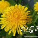 캘리그라피 이미지